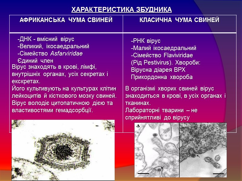 ХАРАКТЕРИСТИКА ЗБУДНИКА -ДНК - вмісний вірус -Великий, ікосаедральний -Сімейство Asfarviridae Єдиний член -РНК вірус